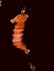 A CORAL SEAHORSE PENDANT NECKLACE